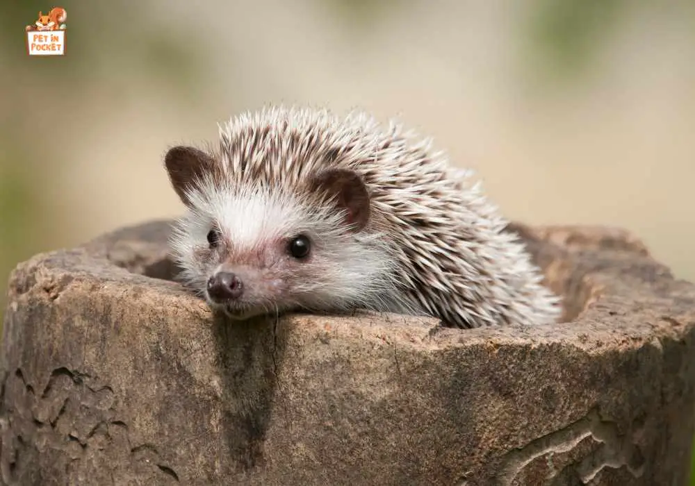 Several factors affect a hedgehog's lifespan.