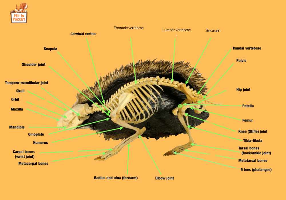 Skeletal structure of a hedgehog