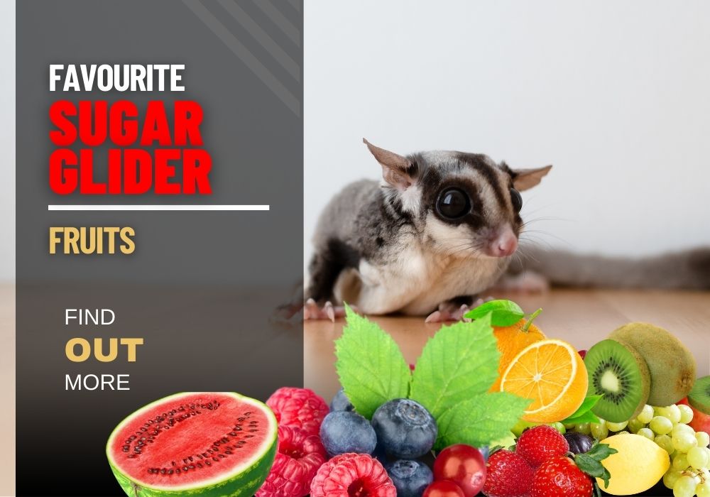 Snack Time Essentials: Favorite Sugar Glider Fruits