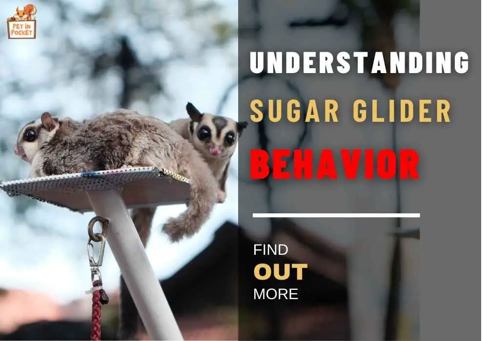 Sugar Glider Behavior