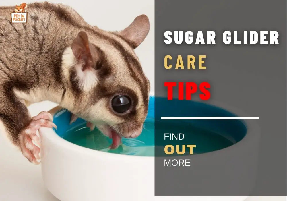 Sugar Glider Care Tips