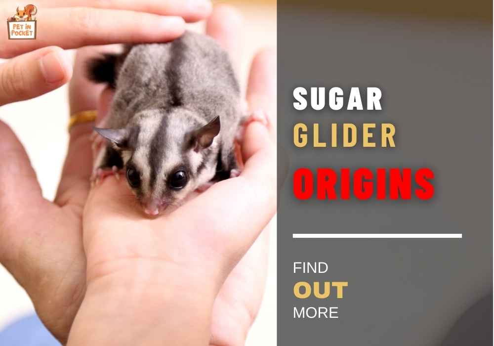 Sugar Glider Origins