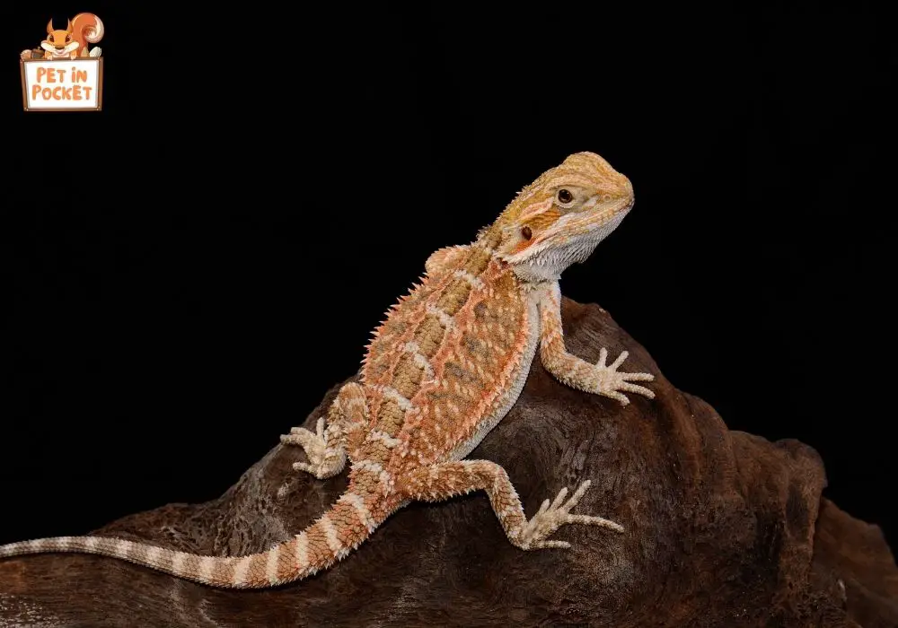 The Color Spectrum Through a Bearded Dragon's Eyes