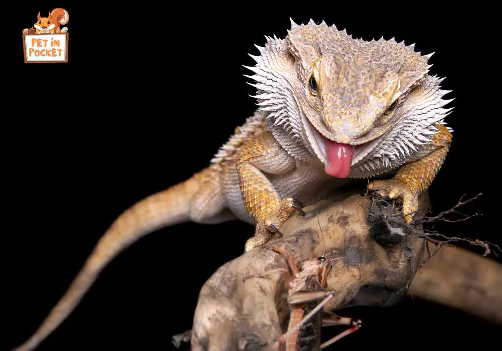 Can Bearded Dragons Breathe on Their Back?