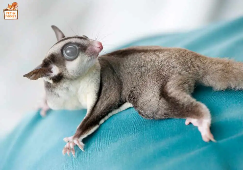 Types of Eye Infections in Sugar Gliders