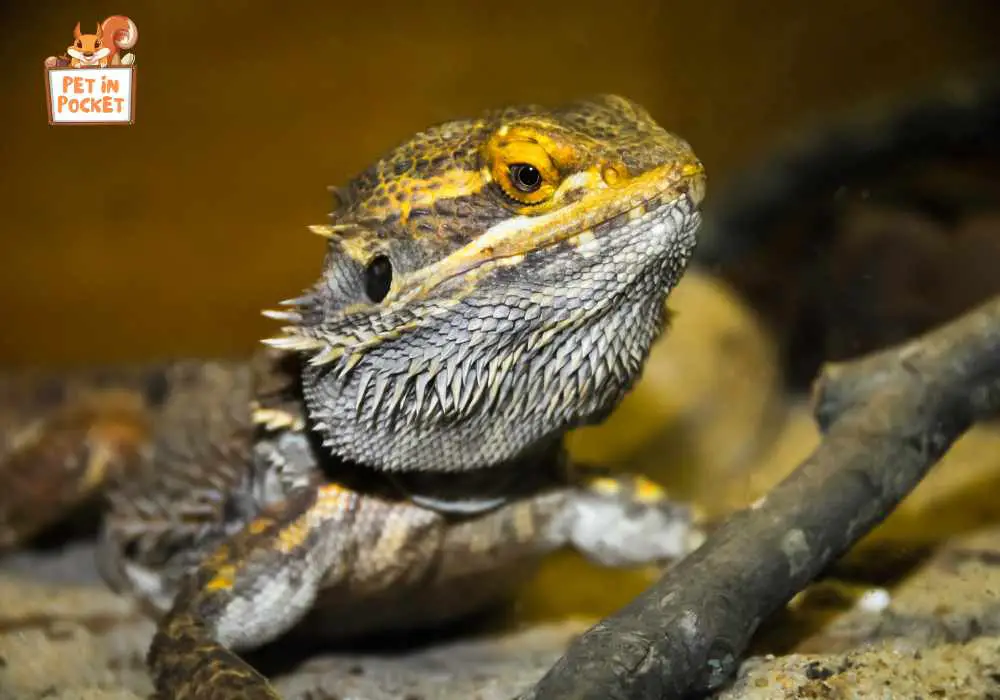 Understanding the Physiology of Bearded Dragons