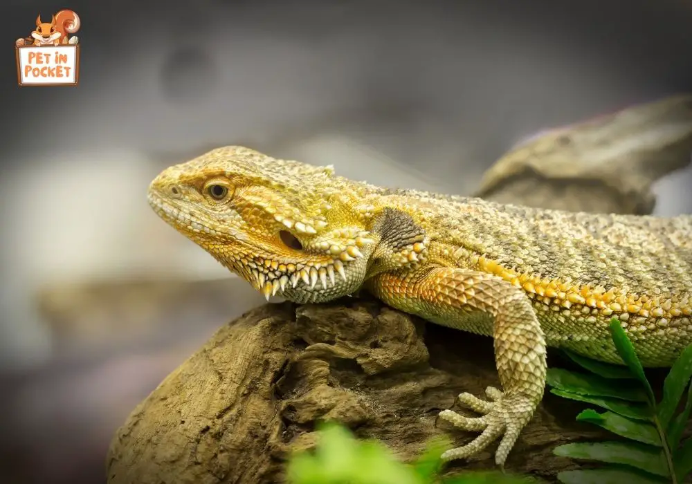 Unveiling The Truth How Do Bearded Dragons See