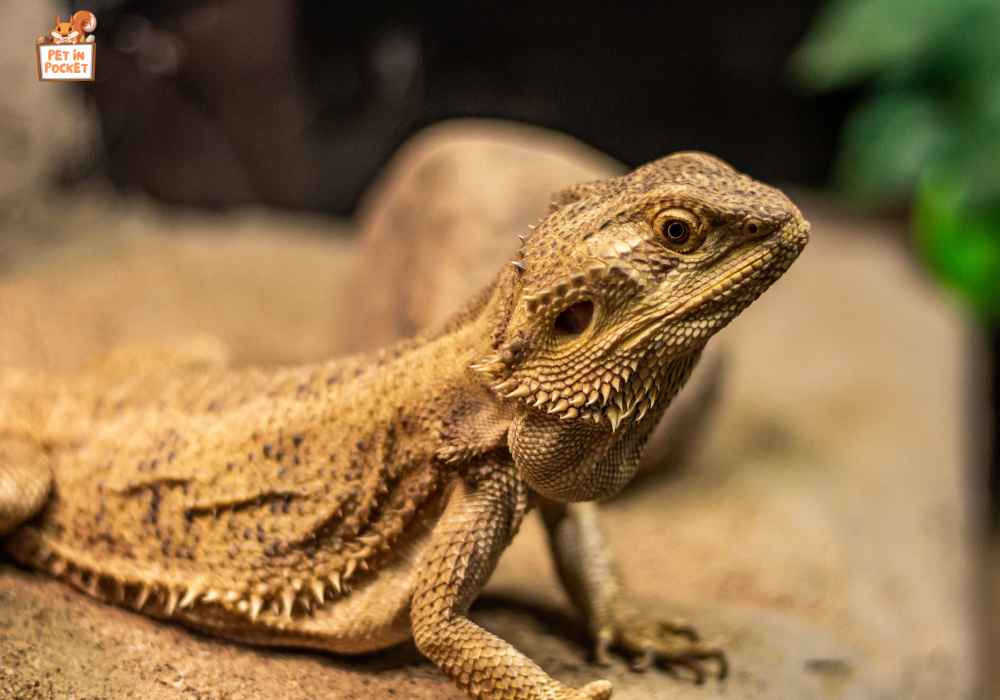 Variations in Feeding Ants to Adult and Baby Bearded Dragons