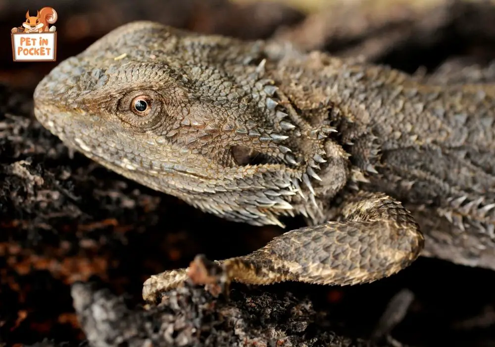 Vision and Behavior The Connection in Bearded Dragons