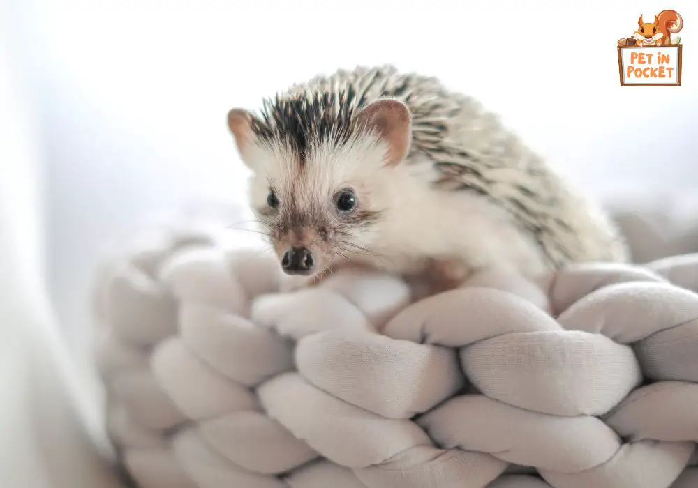 What Factors Influence Pygmy Hedgehogs Lifespan
