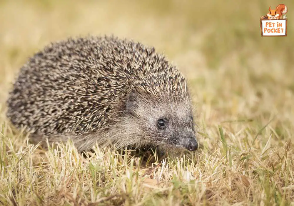 What is the diet of European hedgehogs?