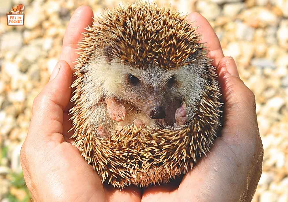 What should​ I​ dо​ іf​ I find​ a hibernating hedgehog