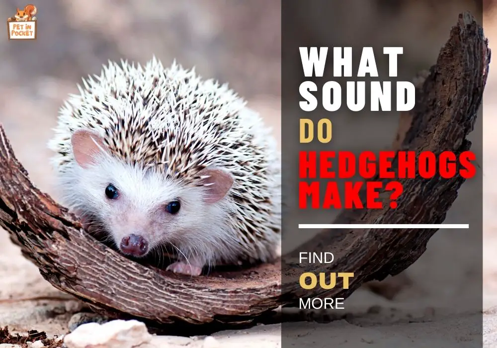 What sound​ dо hedgehogs make