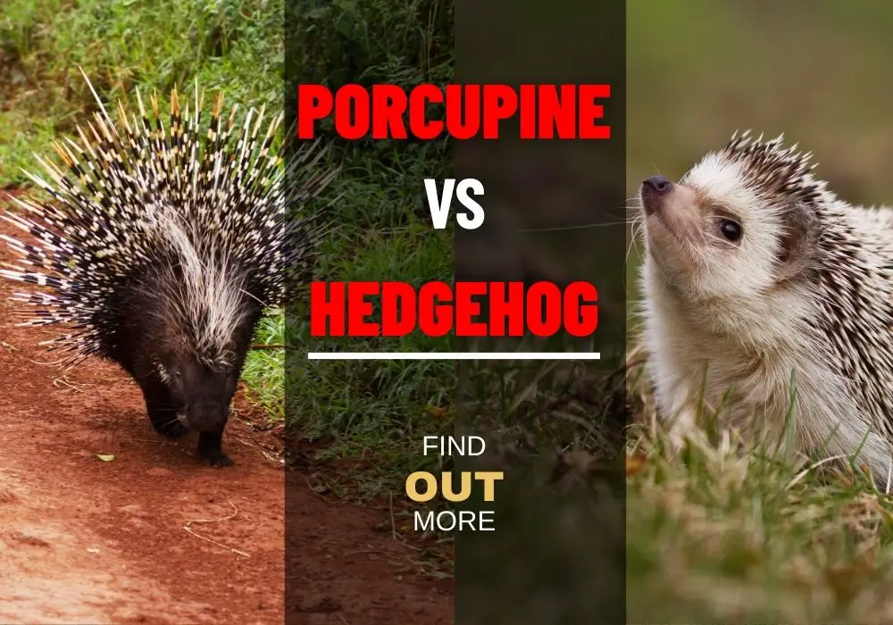 What's The Difference Between A Porcupine And A Hedgehog