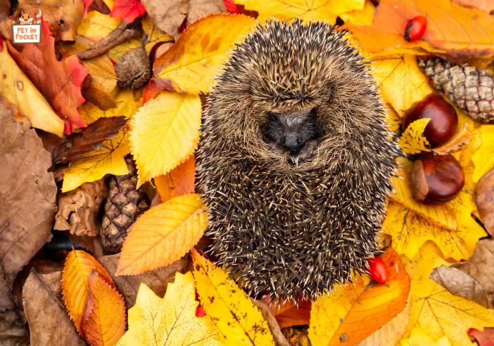 What​ іs​ a hedgehog hibernation shelter