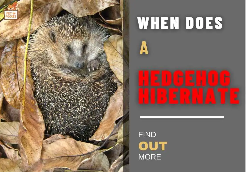When Does​ A Hedgehog Hibernate