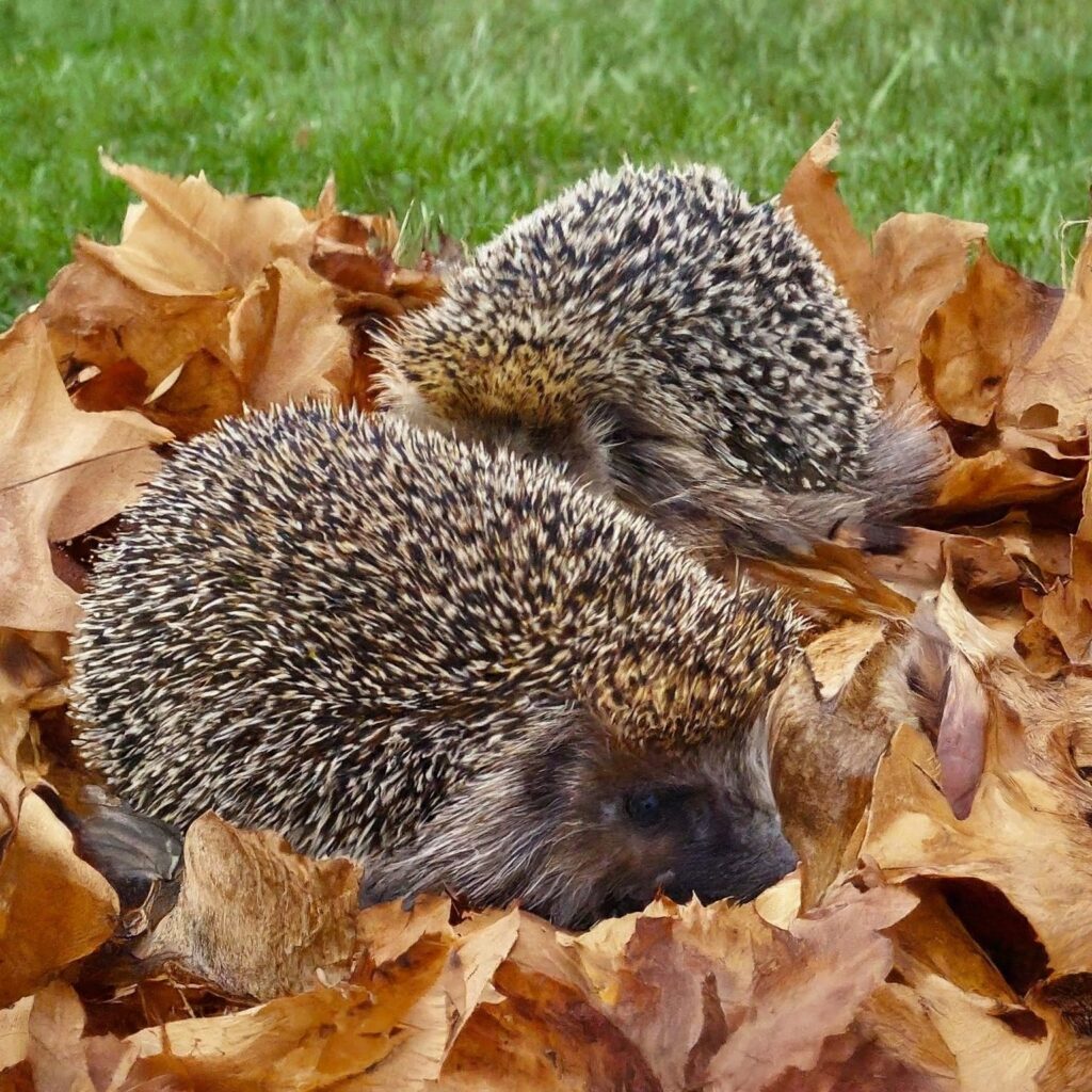 When Is Hedgehog Mating Season