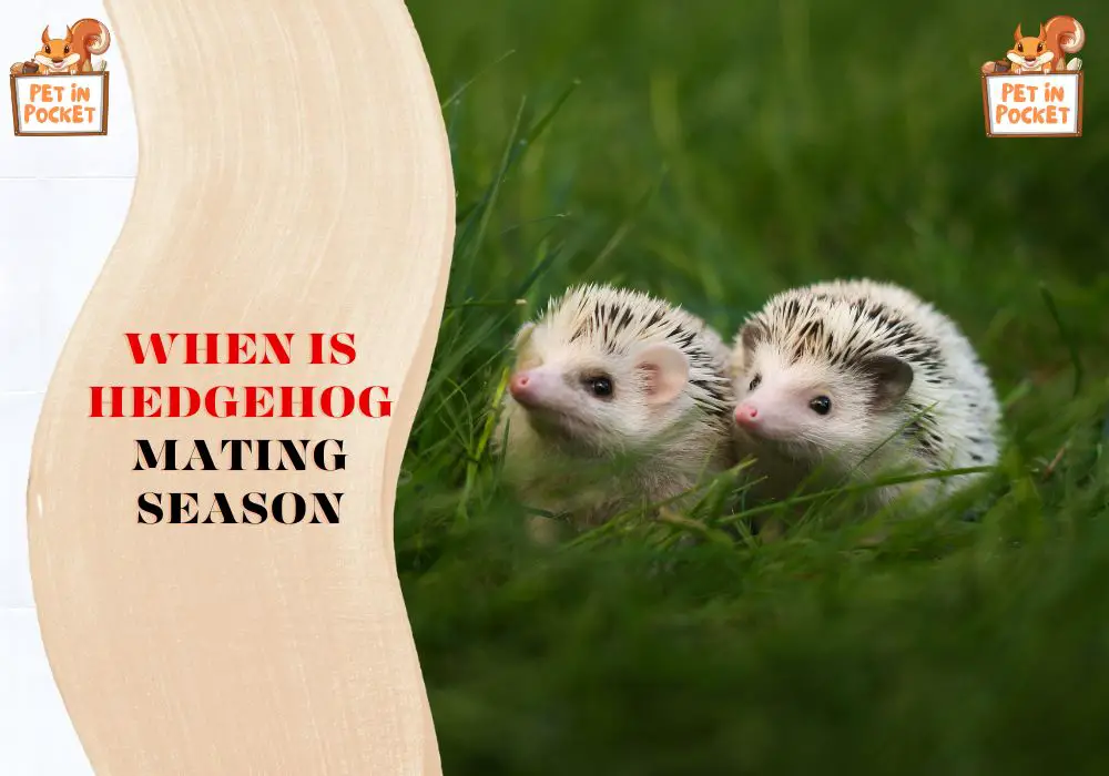 When Is Hedgehog Mating Season