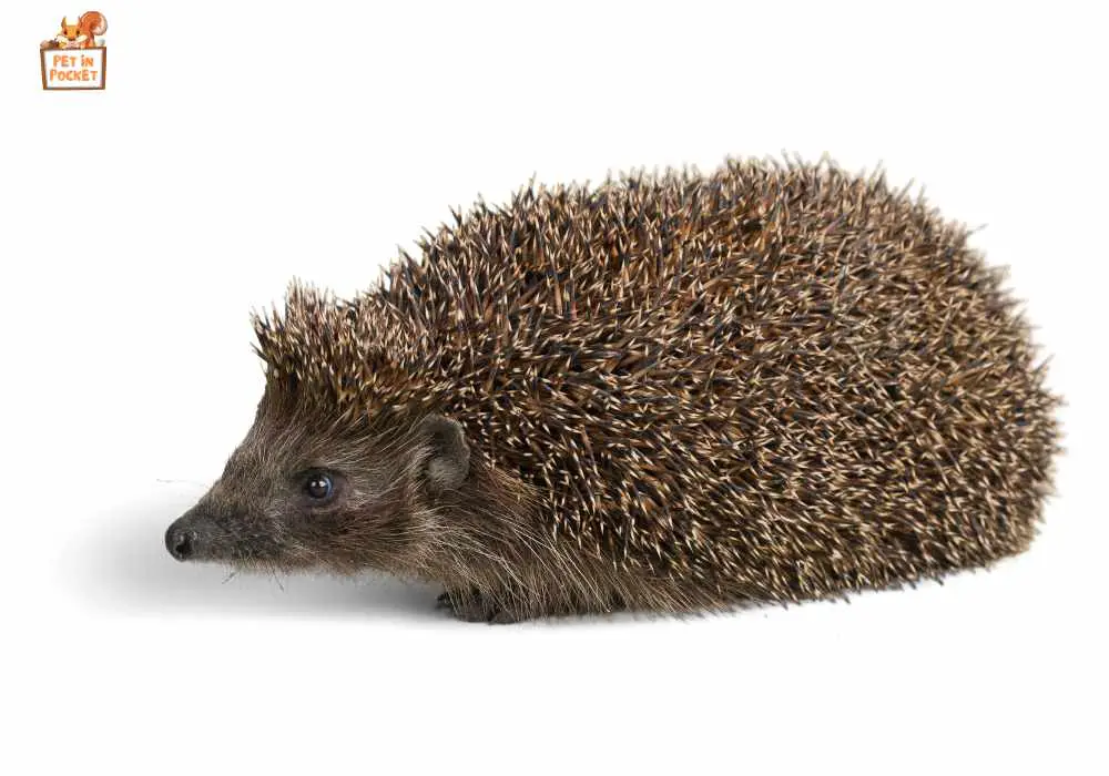 When Is a Hedgehog Considered Old