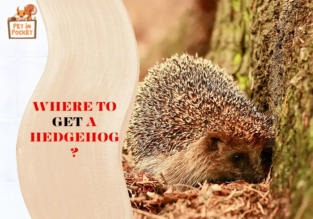 Where To Get A Hedgehog?