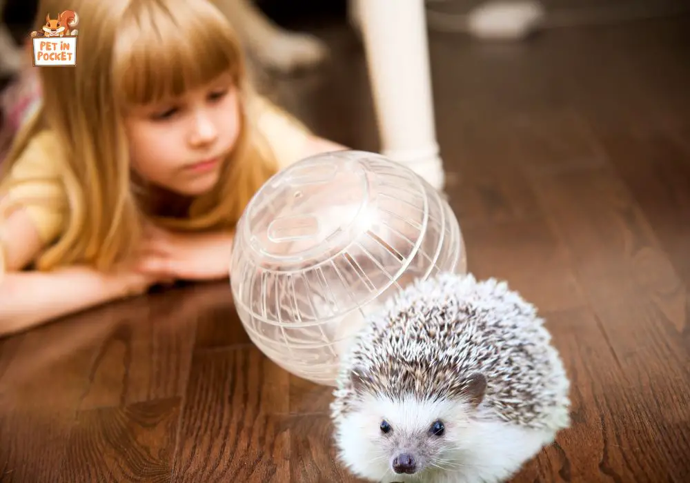 Are there any alternative options for hamster balls
