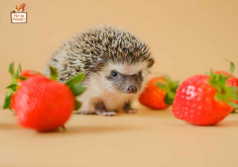 Berries to hedgehog