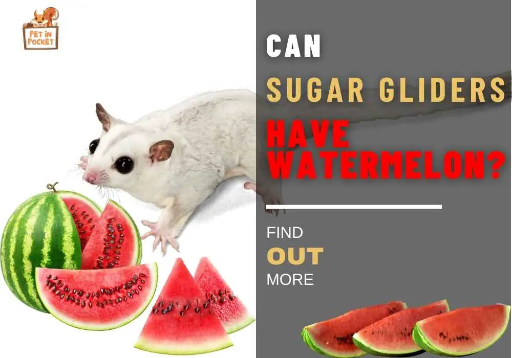Can Sugar Gliders Have Watermelon?