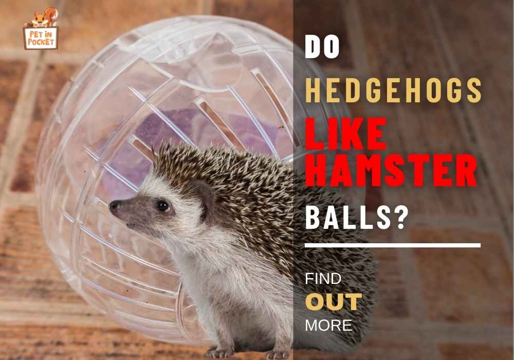 Do Hedgehogs Like Hamster Balls?