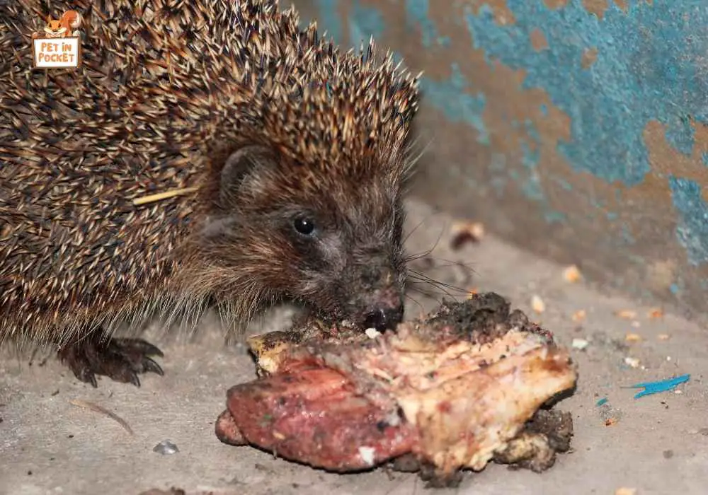 Does every hedgehog eat the same way
