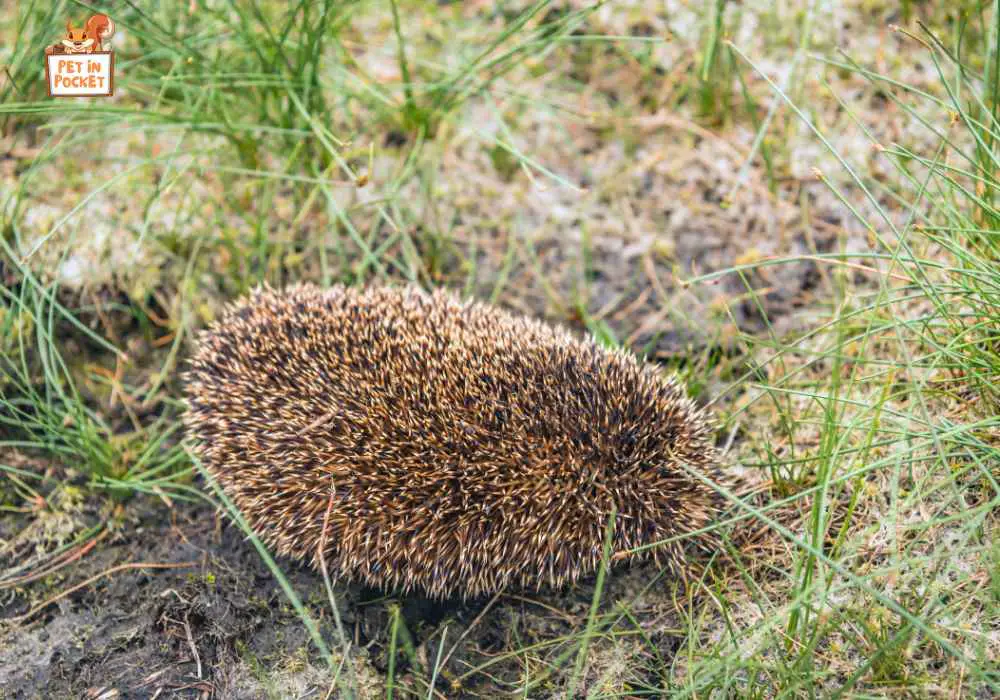 How can you spot​ a dying hedgehog