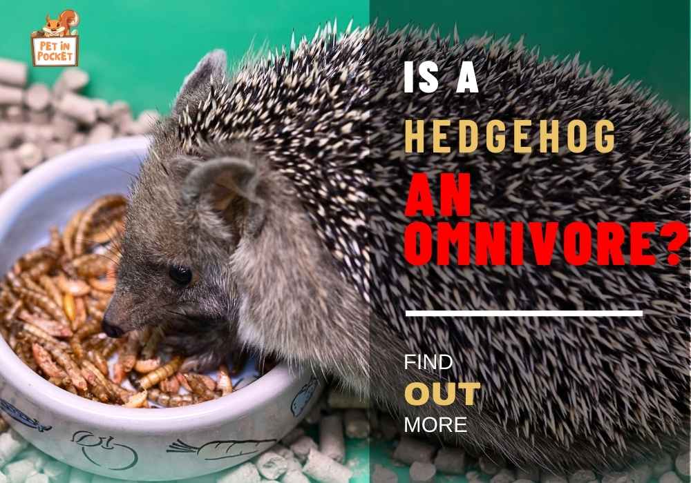 Is​ A Hedgehog​ an Omnivore?