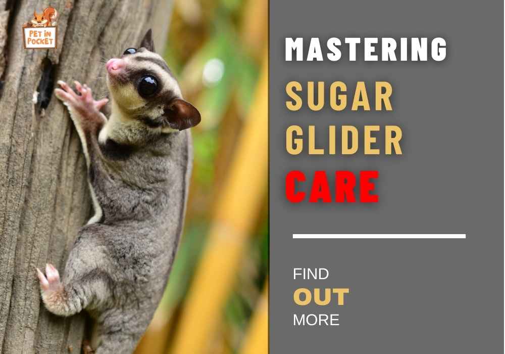 Mastering Sugar glider Care