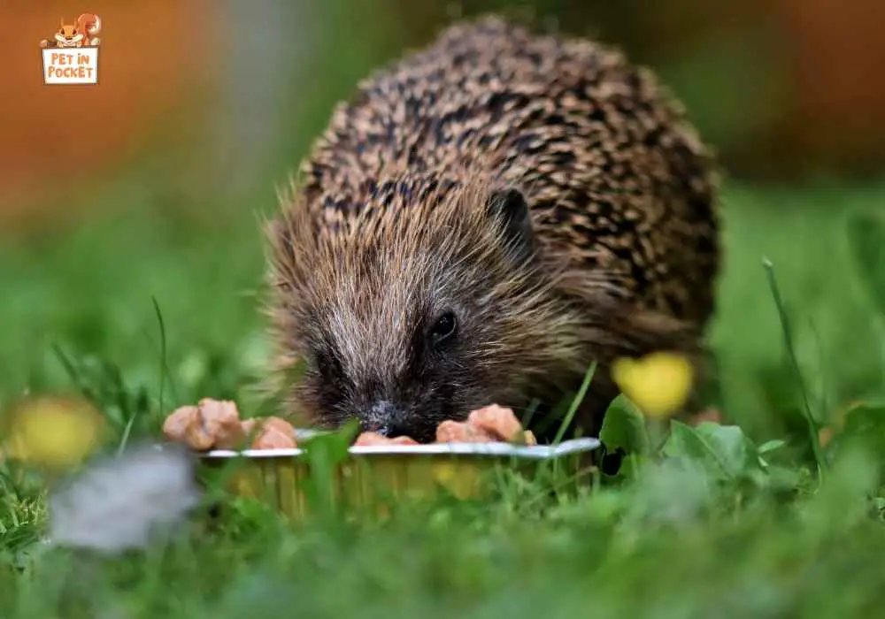 The Omnivorous Nature​ оf Hedgehogs