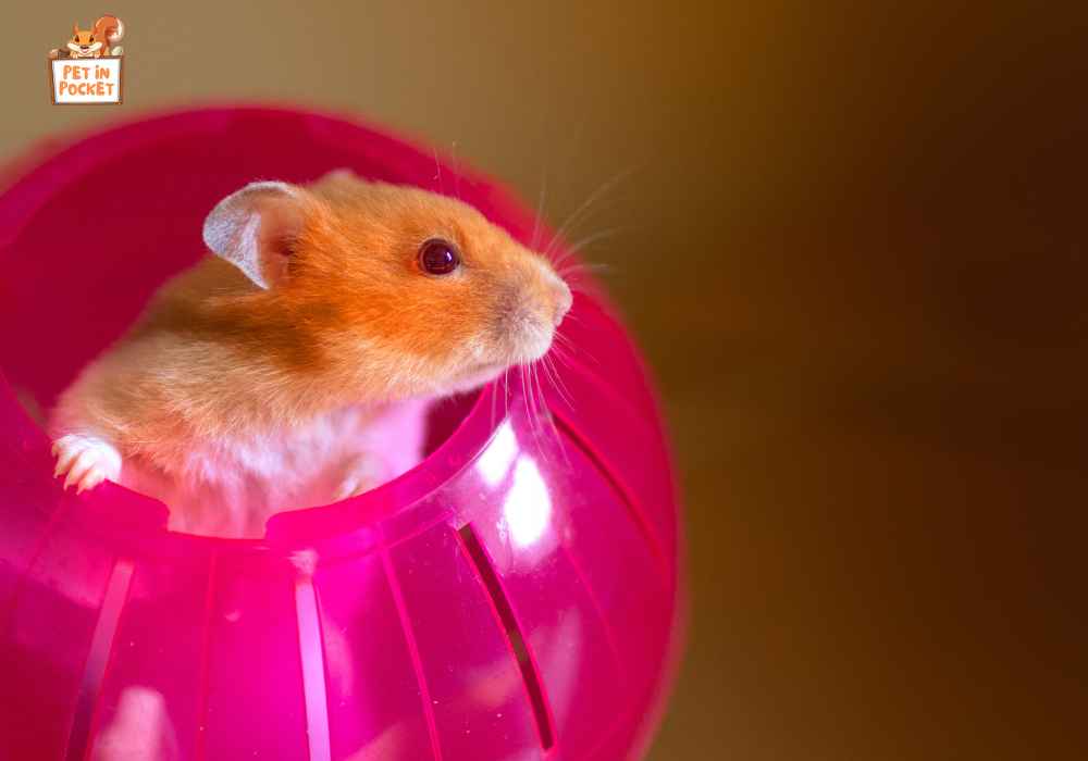 What Are Hamster Balls