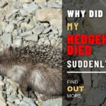 Why Did​ My Hedgehog Died Suddenly?
