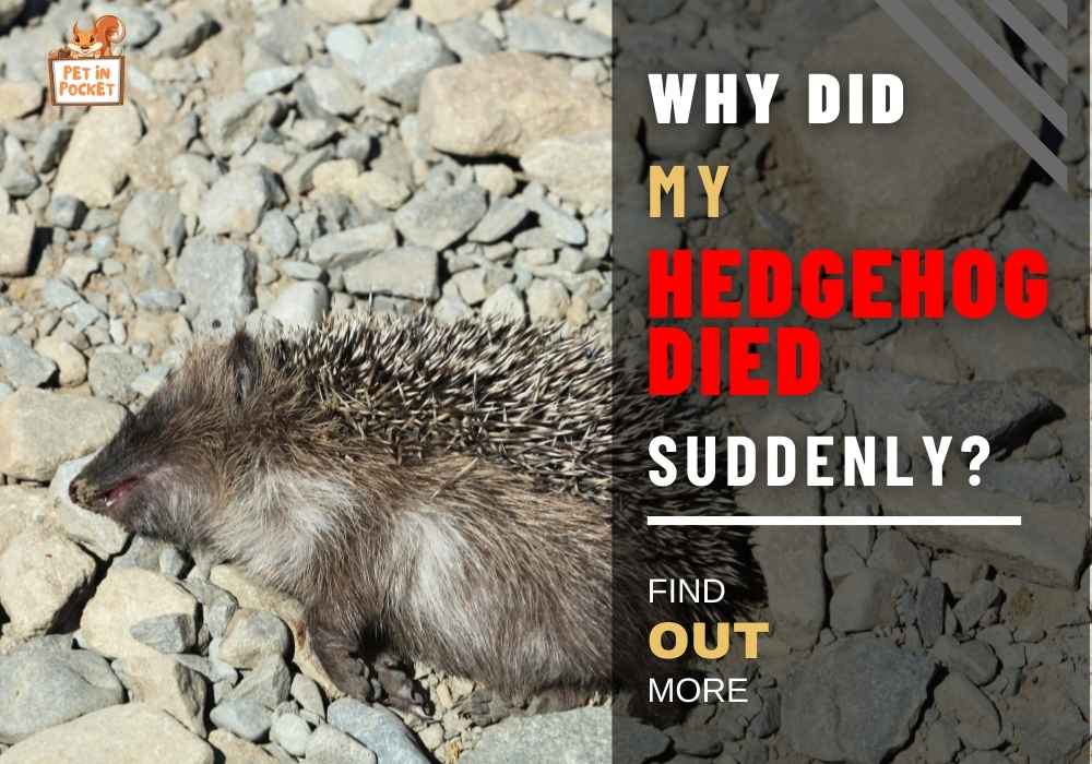 Why Did​ My Hedgehog Died Suddenly?