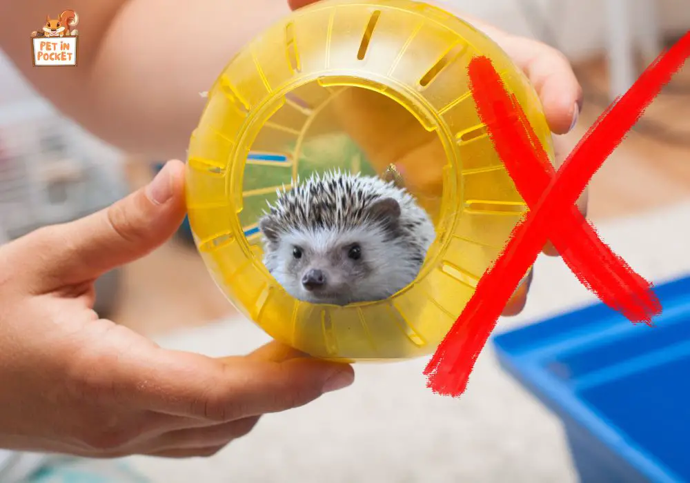 Why hedgehogs shouldn't use hamster balls
