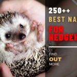 250++ Best Names for A Hedgehog: I Bet You’ll Fall in Love with These Names