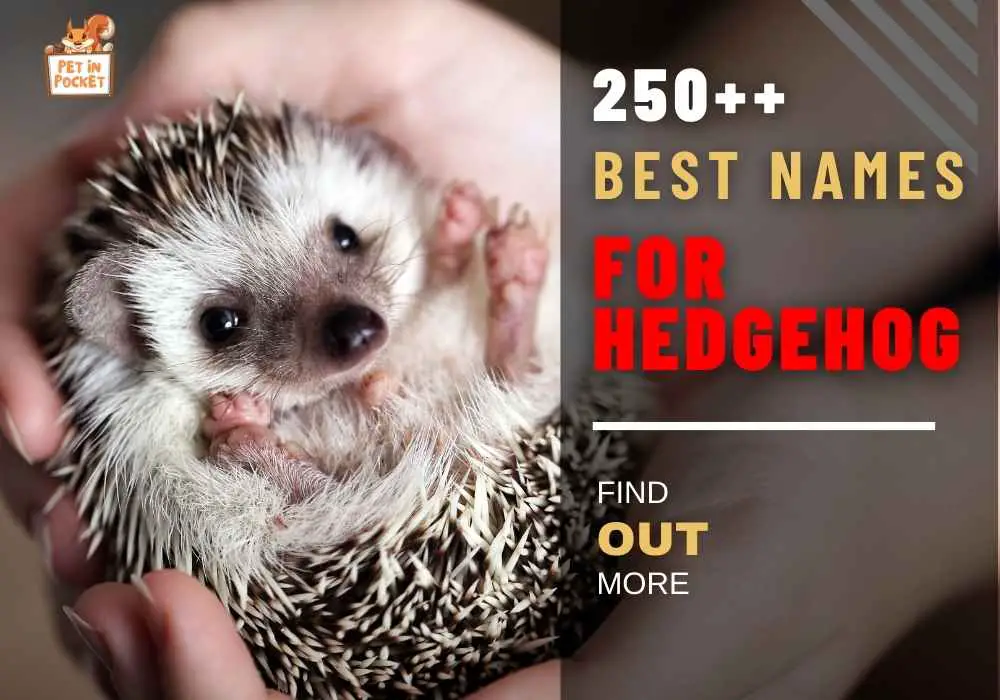 250++ Best Names for A Hedgehog: I Bet You’ll Fall in Love with These Names
