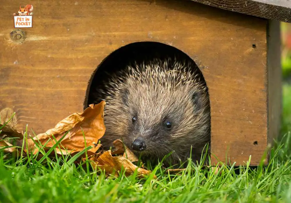 Build A Hedgehog Highway