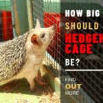 How Big Should A Hedgehog Cage Be? Everything You Need to Know