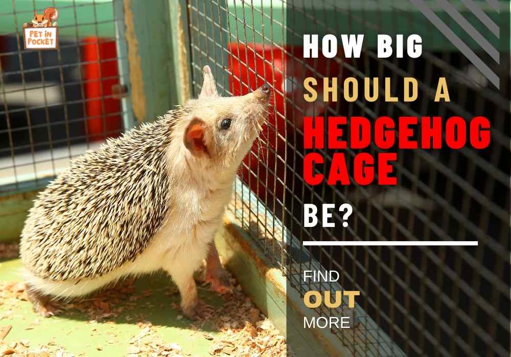 How Big Should A Hedgehog Cage Be