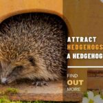 How to Attract Hedgehogs into A Hedgehog House in Your Garden: The Ultimate Guide 