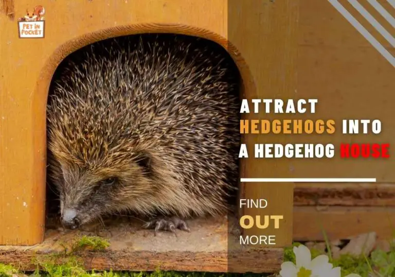 How To Attract Hedgehogs Into A Hedgehog House In Your Garden: The ...