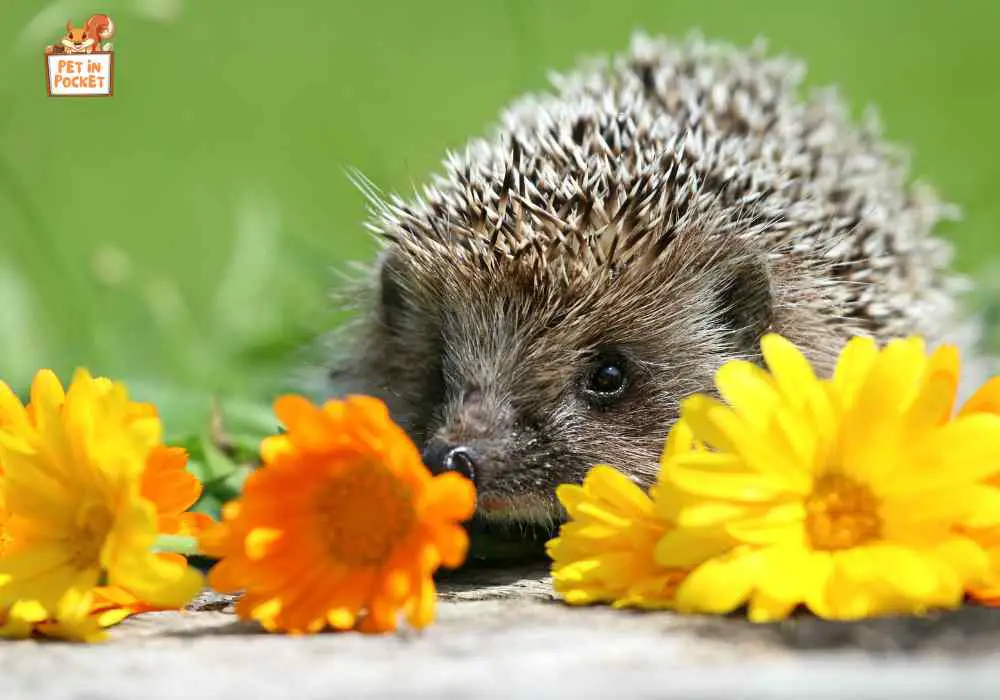 Names for Your Hedgehog Inspired by Flowers and Plants 