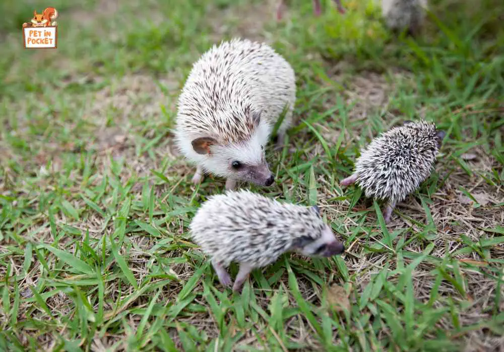 Names for Your Hedgehog Inspired by Wild Animals 