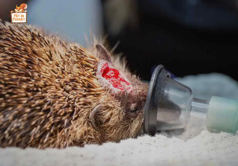 When Exactly Does A Hedgehog Need Your Help