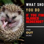 What Should You Do If You Find An Injured Hedgehog? Rescue Sick, Injured, and Orphaned Hedgies