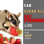 Can Sugar Glider Eat Strawberry? The ultimate guideline