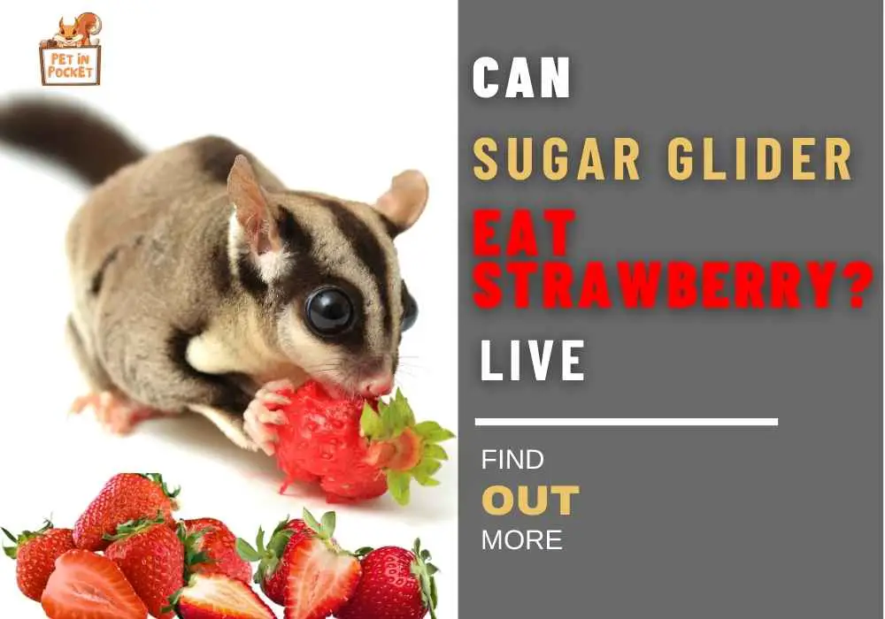 Can Sugar Glider Eat Strawberry